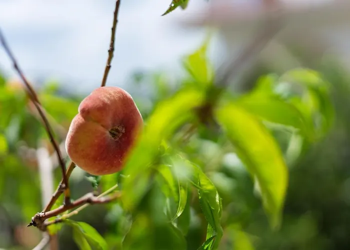 Bed & Breakfast Irene Tisno